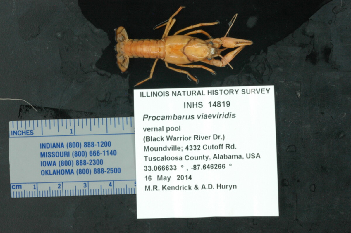 Procambarus viaeviridis image